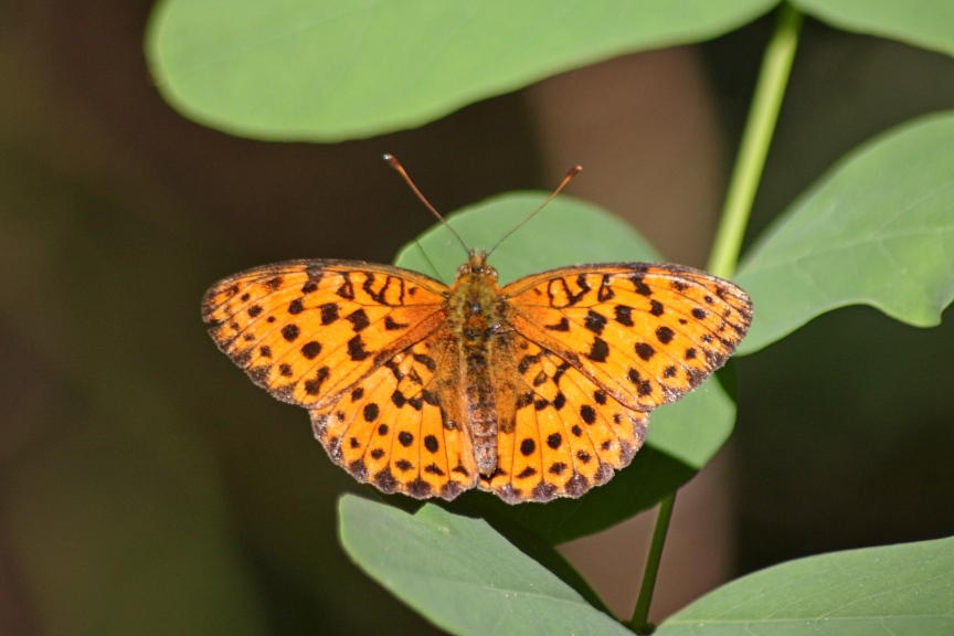 Brentis daphne?  S� !